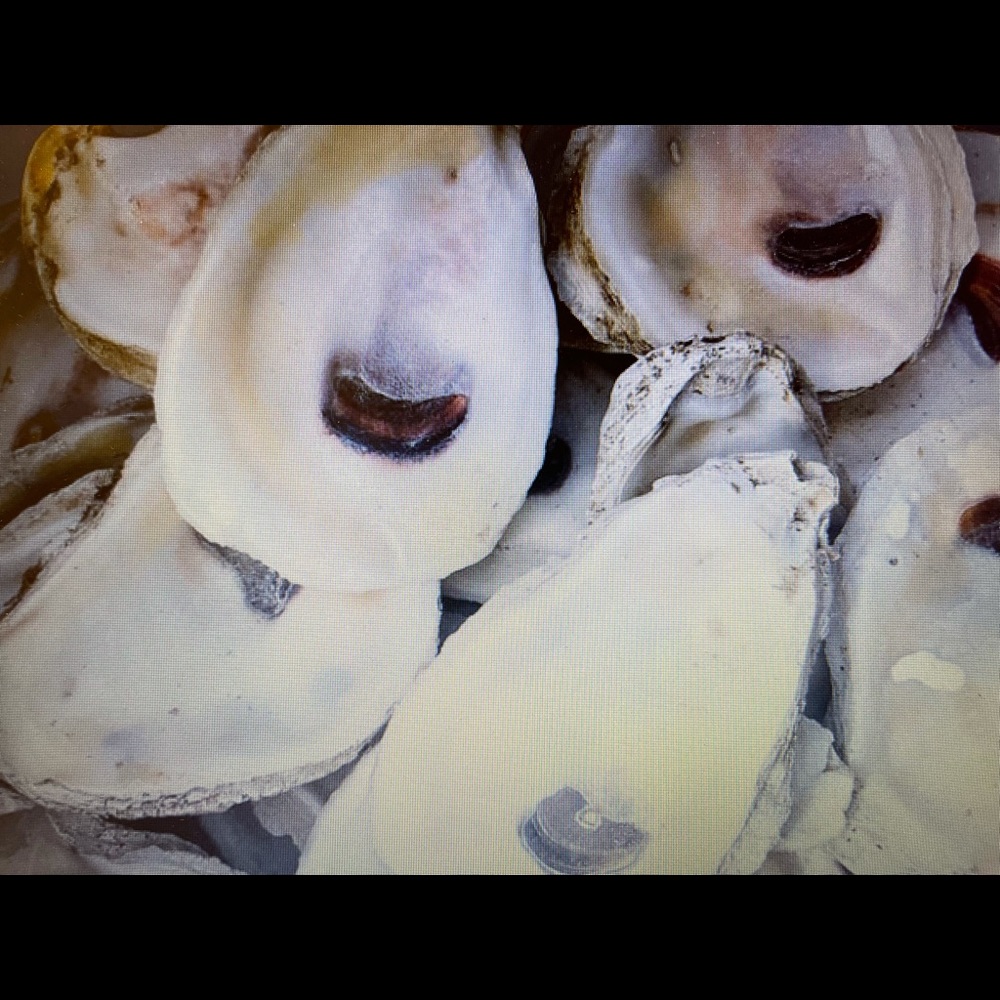 25 assorted natural oyster shells